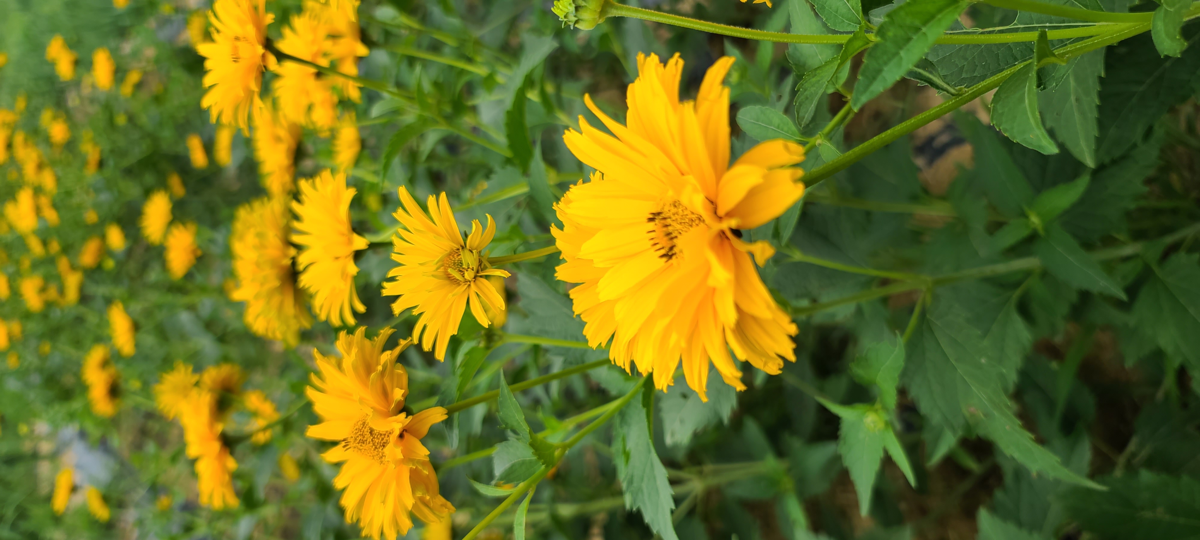 Heliopsis helianthoides 'Bressingham Doubloon'